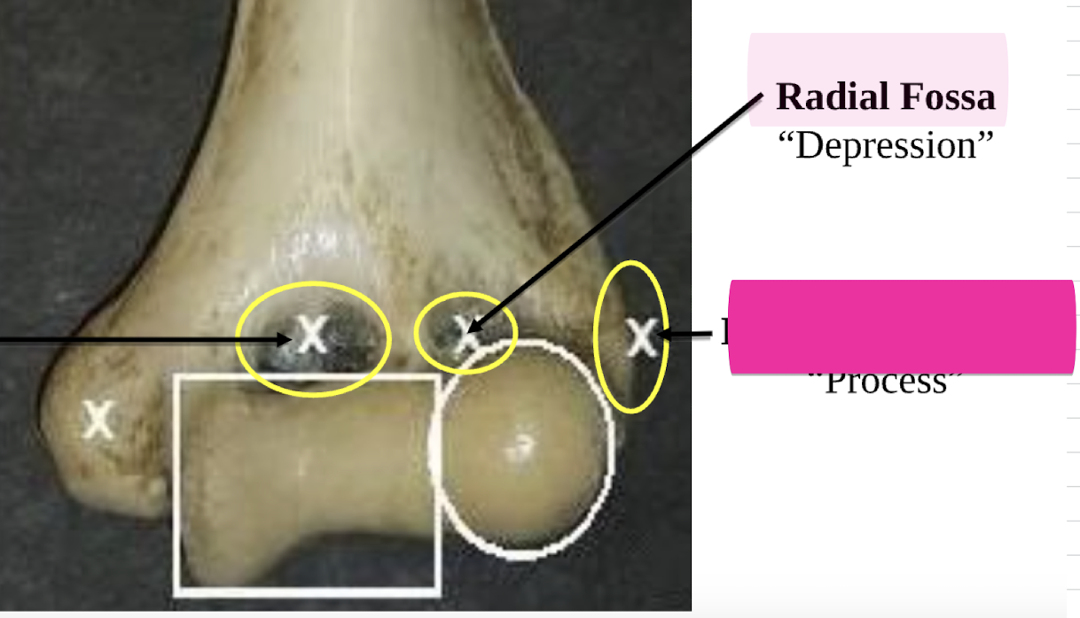 <p>Radial Fossa</p>