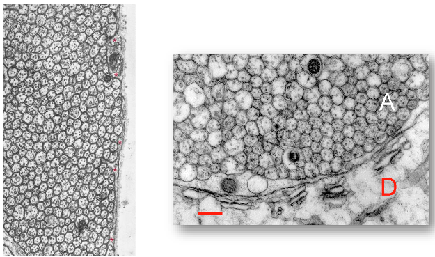 <p>Parallel fibers are densely packed in the molecular layer</p>