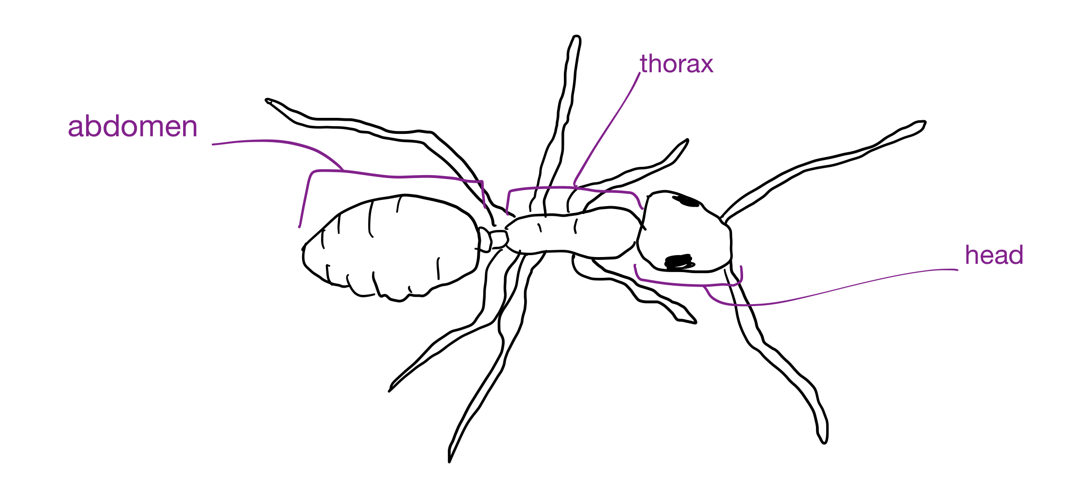 <p>Grouping: Protostome</p><p>Grouping: Ecdysozoa</p><p>Phylum: Arthropoda</p><p>Subphylum: Hexapoda</p><p>Class: Insecta</p><p>Order: Hymenoptera</p>