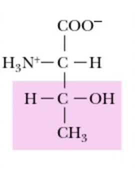 <p>Threonine</p>