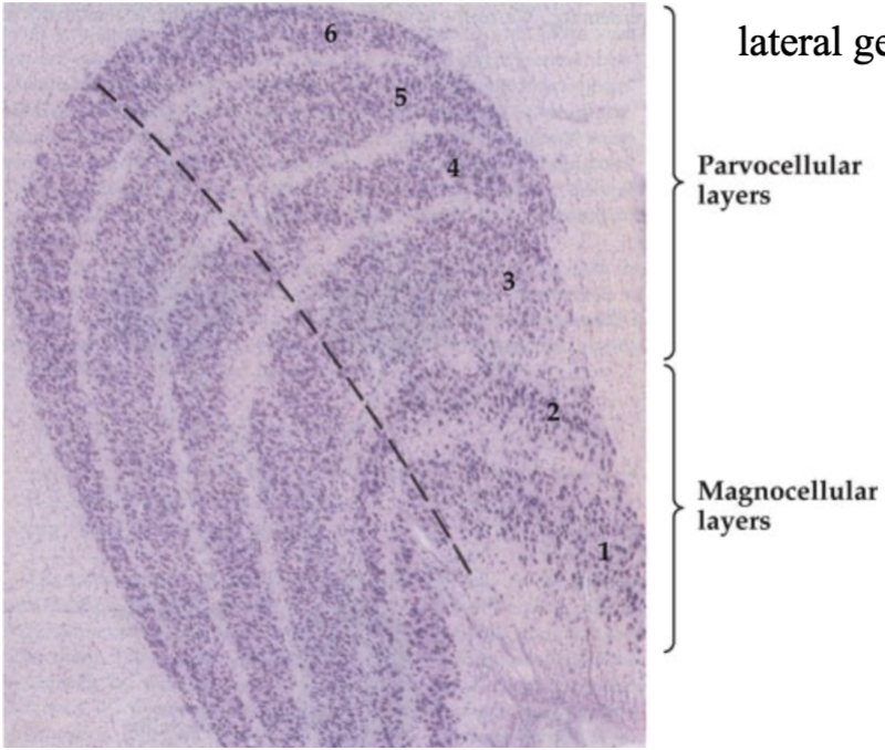 <p>2 magnocellular layers at bottom and 4 parvocellular layers at top - koniocellular layers in spaces between magno and parvo layers</p>