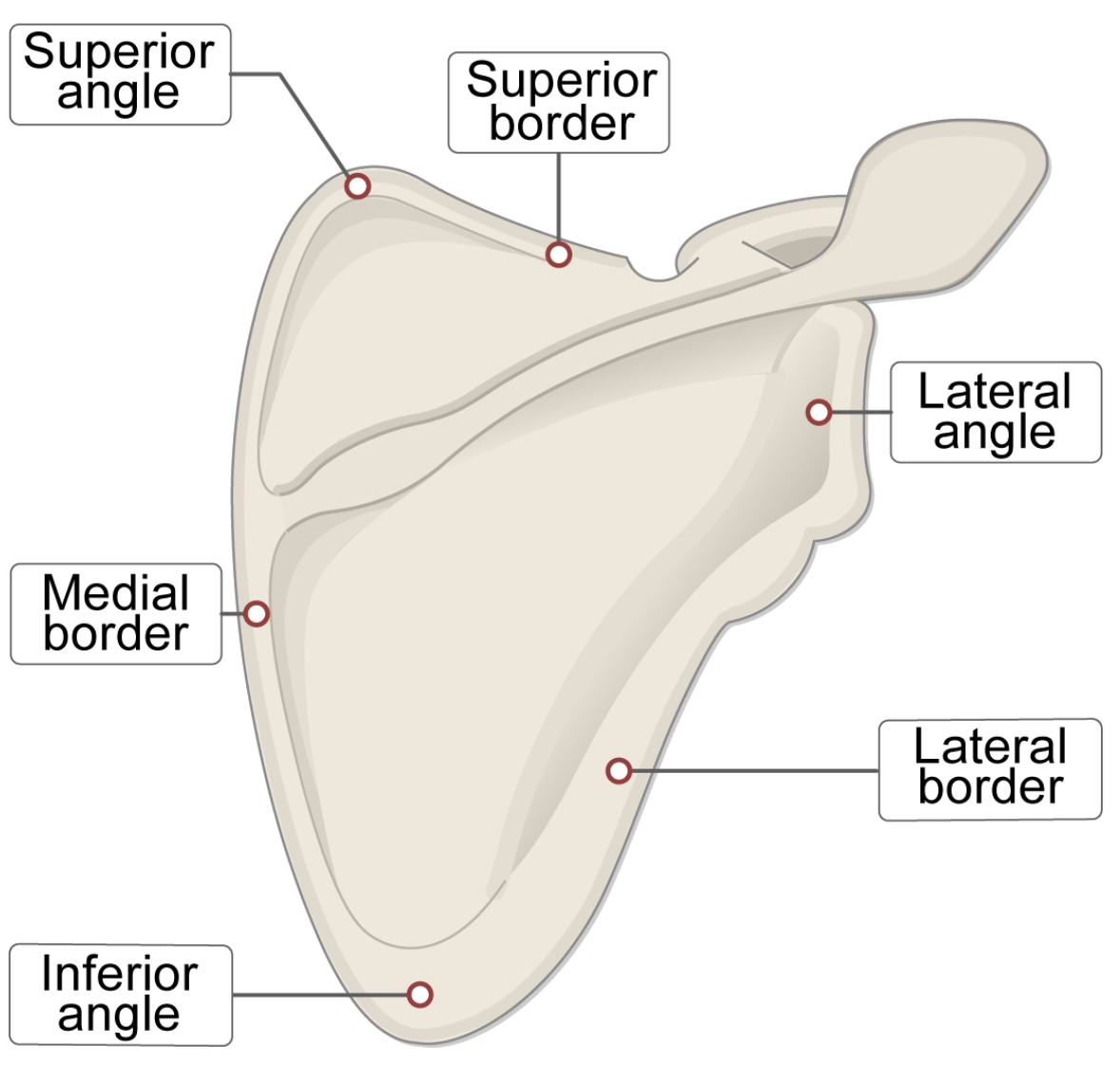 <ul><li><p><strong>Angulus lateralis</strong> → bij de schouder</p></li><li><p><strong>Angulus superior</strong> → bovenste hoek</p></li><li><p><strong>Angulus inferior</strong> → onderste punt (goed voelbaar)</p></li></ul><p></p>