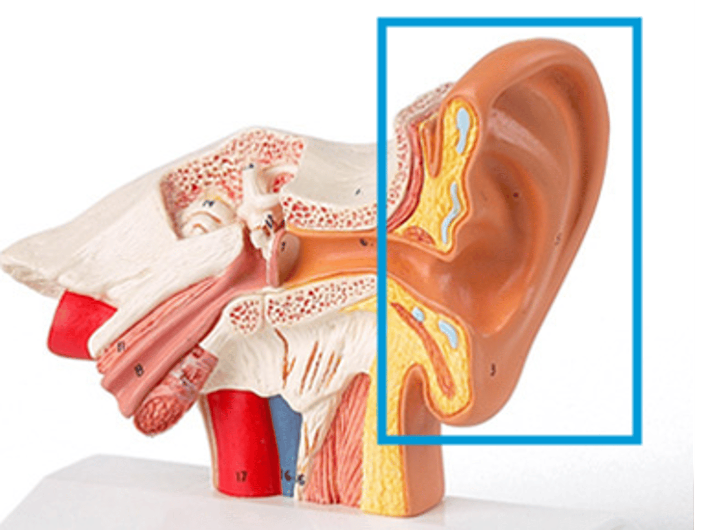 <p>cartilage, helps direct sound</p>