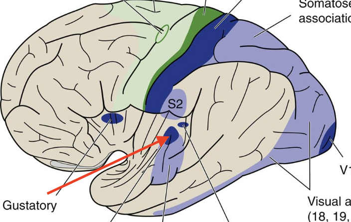 <p>Broadmann’s area 41; senses sound distancce and direction recognition</p>