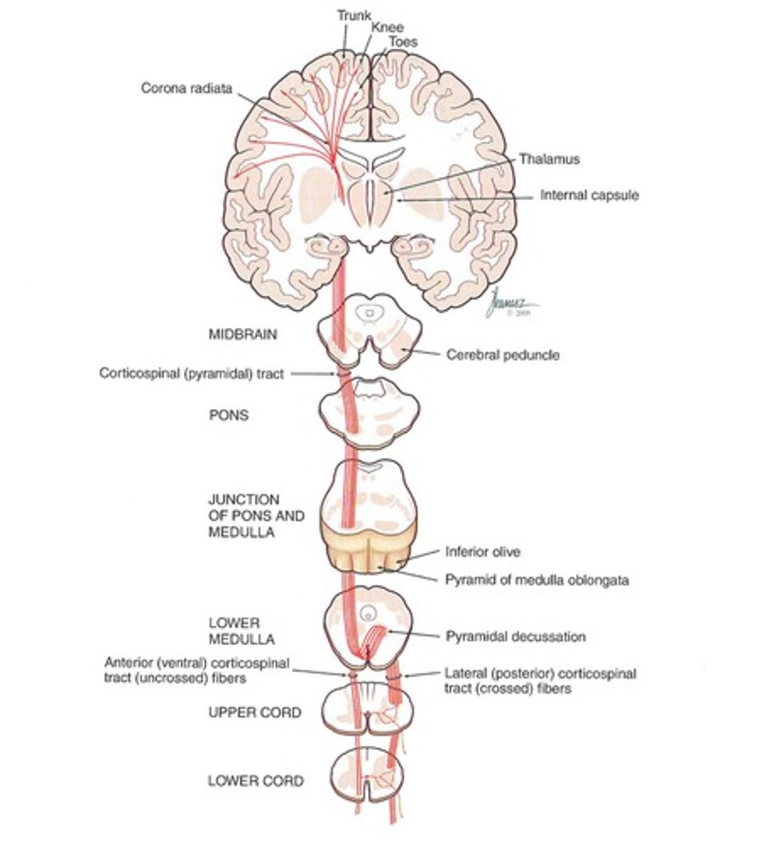 <p>Axons originate from neurons in the precentral gyrus.</p>