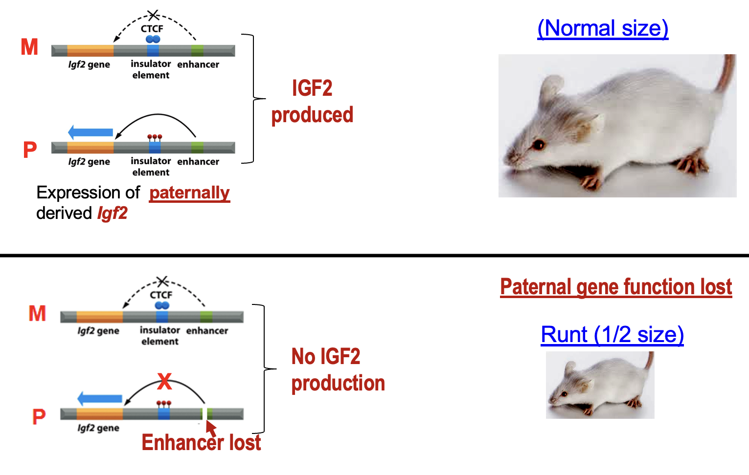 <p>Normal size rat becomes small rat when Igf2 is not produced and paternal gene function is lost. </p><p>In normal rat, expression of Igf2 (insulin growth factor 2) is produced. </p><p>In the mutation, an enhancer is lost, therefore the gene for Ifg2 cannot be activated, leading to a small rat. </p>