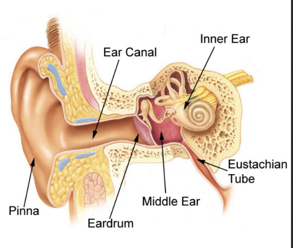 <ol><li><p>Outer ear = pinna (entire ear structure outside the skull) and canal</p></li><li><p>Middle ear = air space containing 3 small bones</p></li><li><p>Inner ear = contains the sensory receptors for hearing and equilibrium&nbsp;</p></li></ol><p></p>