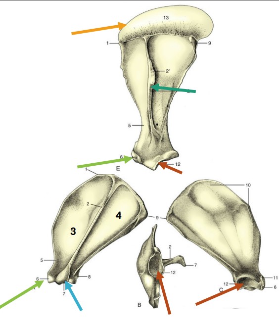 * depression at distal end of scapula

*red 12*