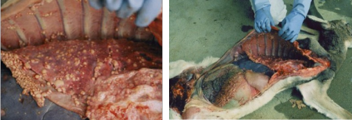 <p>bacteria causes TB in most mammals and some birds </p><p>Other strains: </p><p><em>M. tuberculosis</em> - is the number one cause of TB in humans</p><p><em>M. avium</em> - avian tuberculosis and Johne’s disease of ungulates</p><p>M. leprae - leprosy (non-TB) </p>