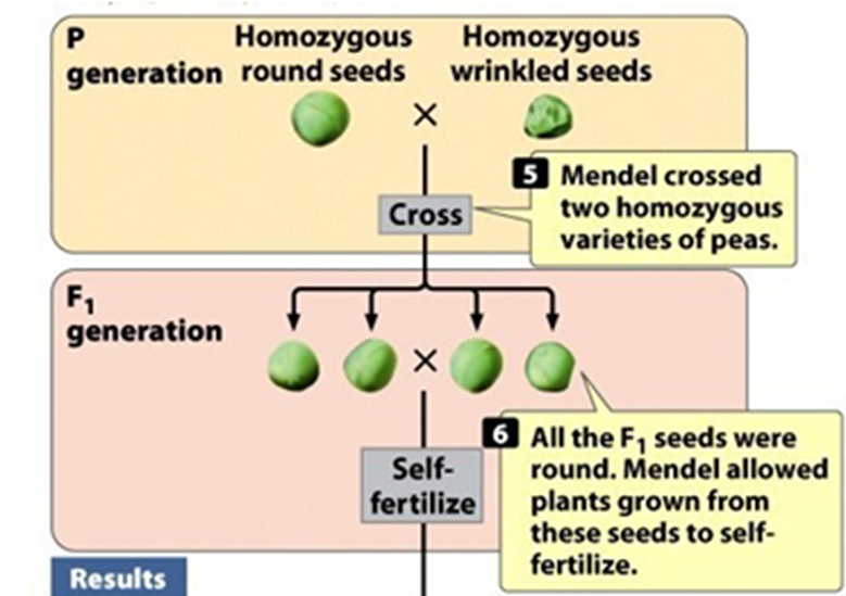 <p>For all 7 characters only 1 of the 2 parental traits was observed</p>