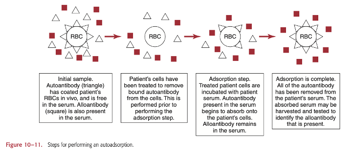 <p><span>Autoadsorption is the simplest method to removing autoantibodies, since it uses patient RBCs.</span></p><p><span><br>Some risks involved in performing warm autoadsorptions on recently transfused patients include false reactions due to improper washing of the patient RBCs. This method works best when the patient has not been recently transfused, within 3 months because the cell antigens that react with patient antibodies must match for the reaction to work well.</span></p>