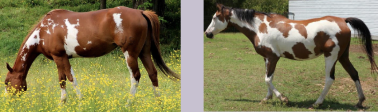 <p>What color is this where most of the midline is color?</p>