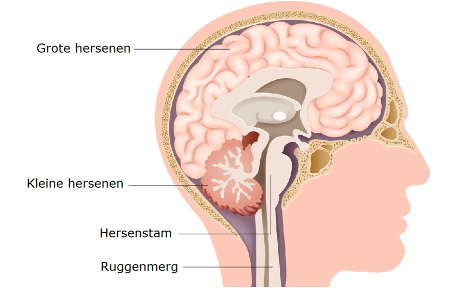 <p>Wat zijn de functies van de kleine hersenen (cerebellum)?</p>