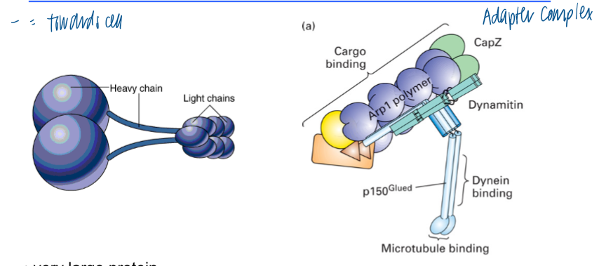 <p>(-) end directed MT motor </p><ul><li><p>very large protein </p></li><li><p>2 heavy chain with globular head domains → ATP and MT binding </p></li><li><p>movement requires ATP hydrolysis </p></li><li><p>cargo recog depends on the dynactin adaptor (multimeric complex)</p></li></ul><p></p>