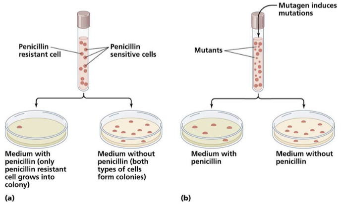 <ul><li><p>mutations can be detected by selecting for an altered phenotype</p></li><li><p>positive selection </p><ul><li><p>mutations results in a gains of function so can be directly selected for </p></li><li><p>antibiotic resistance</p></li></ul></li></ul><p></p>