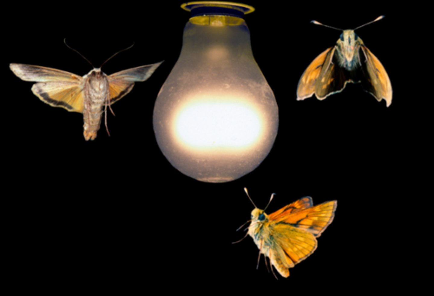 <p>An organism responds to light by moving towards it.</p><p>example: moths to a light</p>