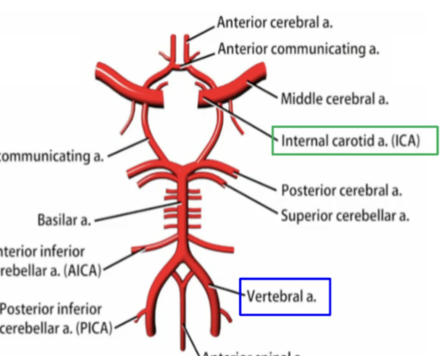 <p>1. middle cerebral artery (MCA)</p><p>2. anterior cerebral artery (ACA)</p><p>3. anterior communicating artery</p><p>4. posterior communicating artery</p>