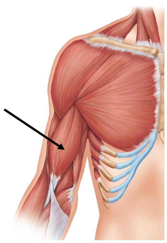 <p>What muscle on the arm is the arrow pointing to?</p><p></p><p>A. Triceps brachii</p><p>B. Biceps brachii</p><p>C. Pectoralis major</p><p>D. Brachialis</p>