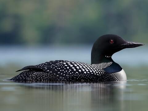 <p>What bird is this?</p>