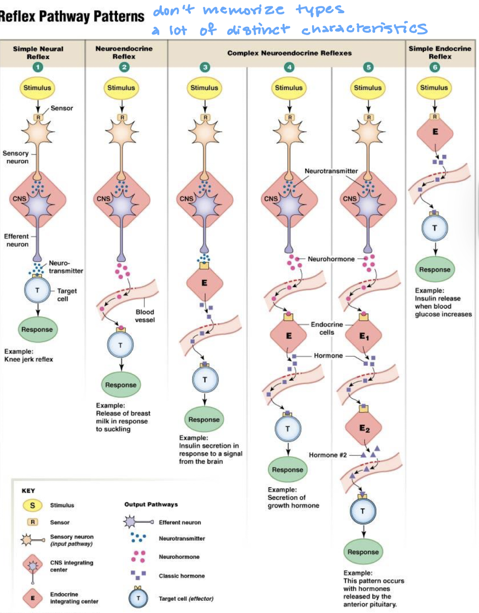 <ul><li><p>they may have more than one integrating center</p></li><li><p>they may have more than one efferent pathway controlled by nerves and/or hormones</p></li><li><p>they often have multiple response to regulate the variables</p></li></ul><p></p>
