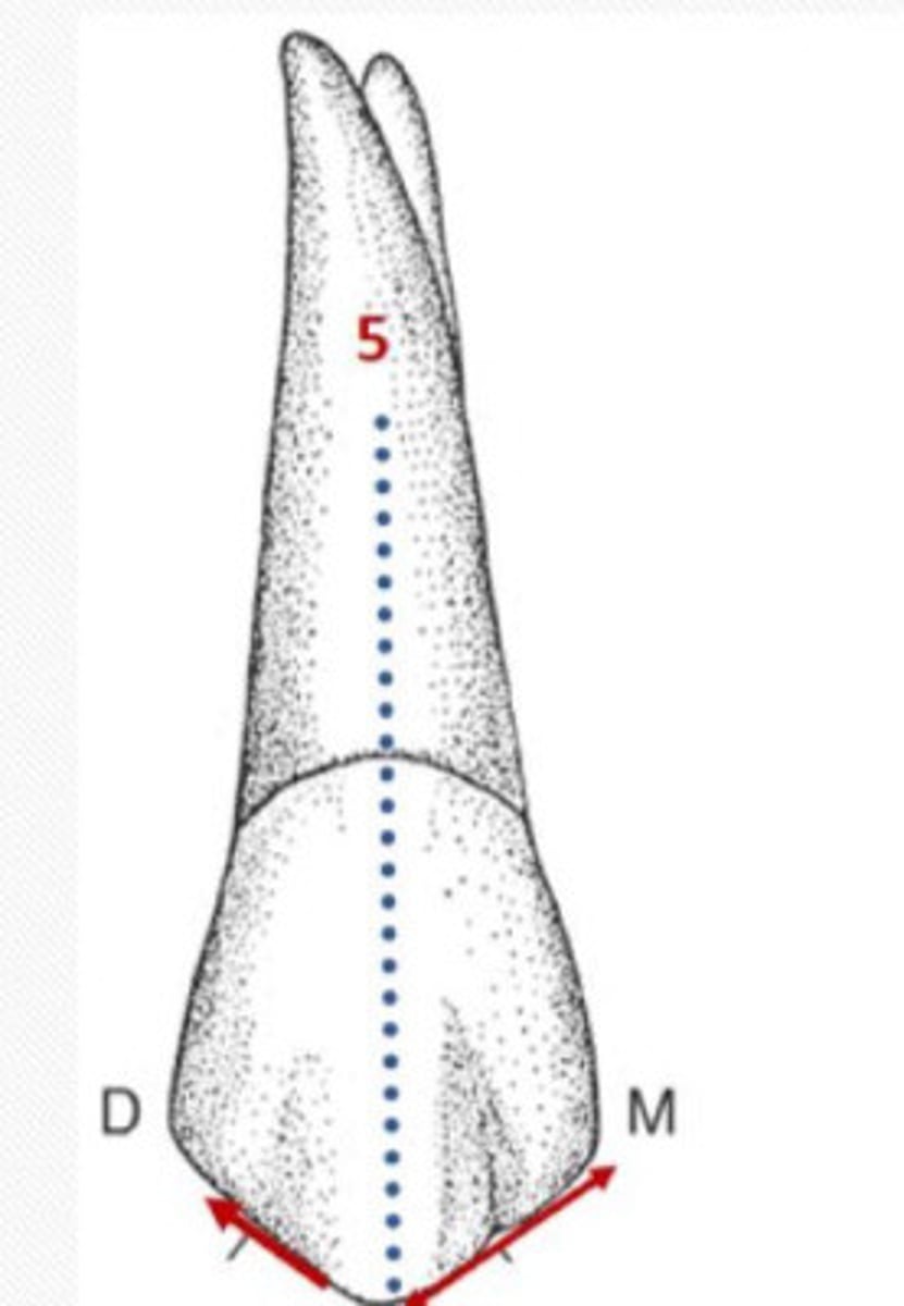 <p>Maxillary first premolar has a cusp tip slightly</p><p>to the __ of the mid-tooth line.</p>
