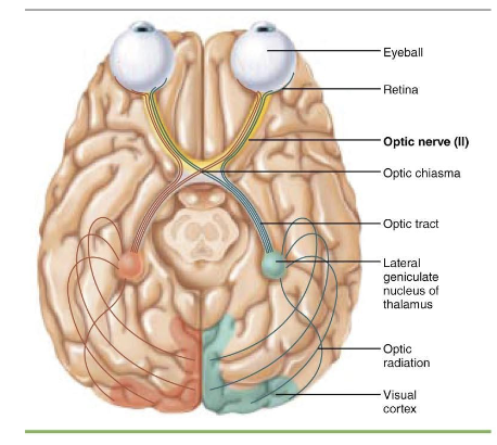 <p>what is component of <span>Cranial Nerve II – Optic Nerve?</span></p>