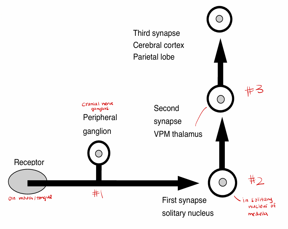 <p>Taste Pathways (medulla→ parietal lobe)</p>