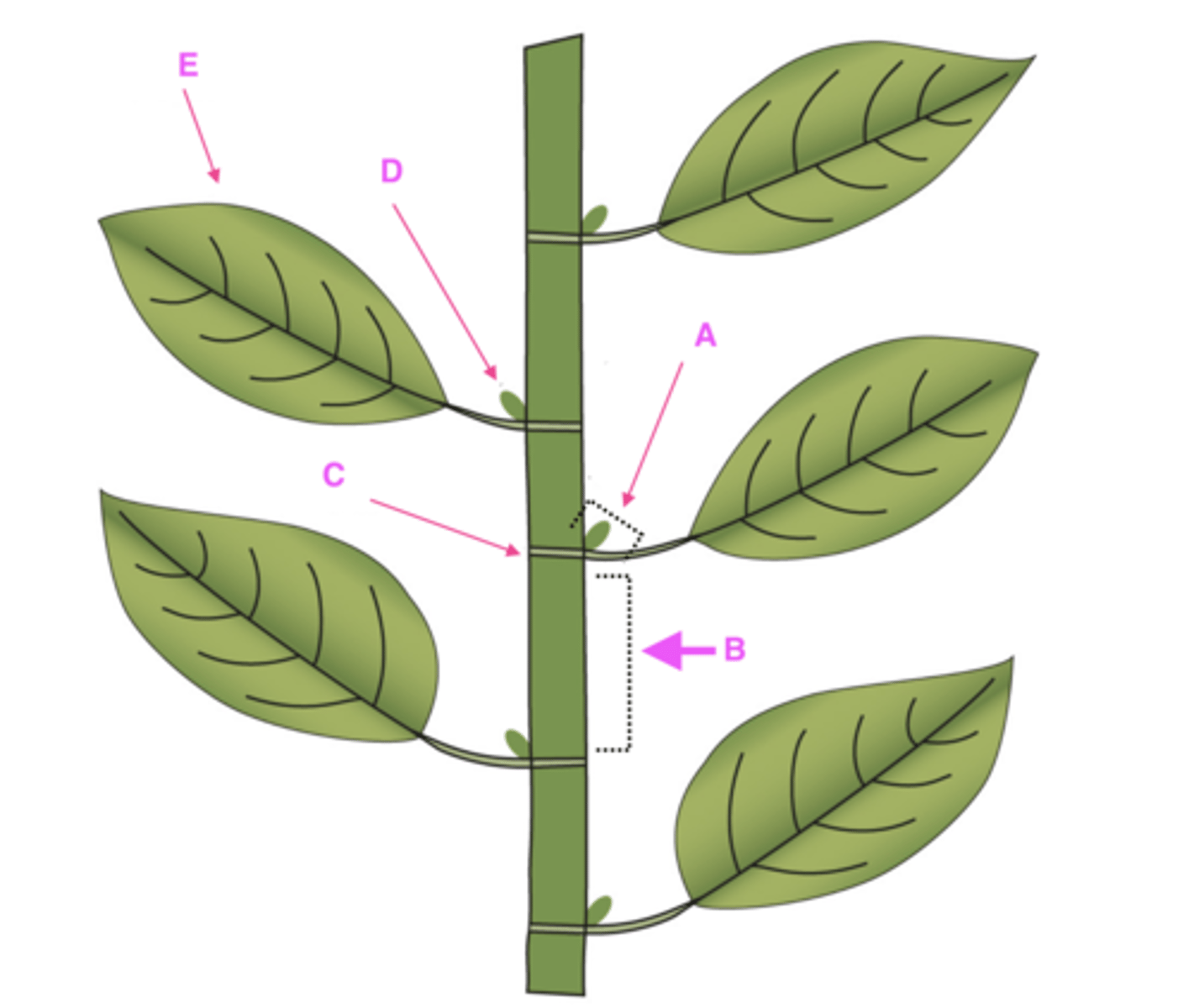 <p>Label structures A-E with proper plant architecture terminology.</p>
