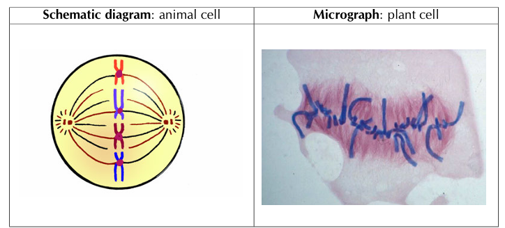 <p>• Chromosomes move to the equator and arrange themselves in a single row on the equator</p><p>• Each chromosome is attached to the spindle fibres by its centromere</p>