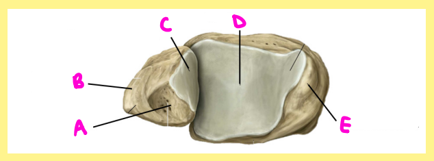 <p><u>Name the following</u>:</p><ul><li><p>Bone?</p></li><li><p>Side?</p></li><li><p>View?</p></li><li><p>E?</p></li></ul><p></p>