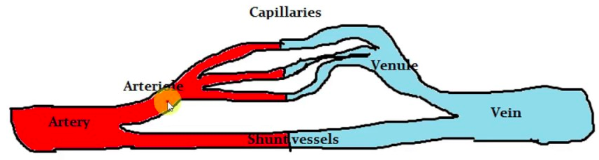 <p>shunt </p><ul><li><p>example: shunt vessels connect to an artery directly to a vein so the blood skips the capillaries </p></li></ul><p></p>
