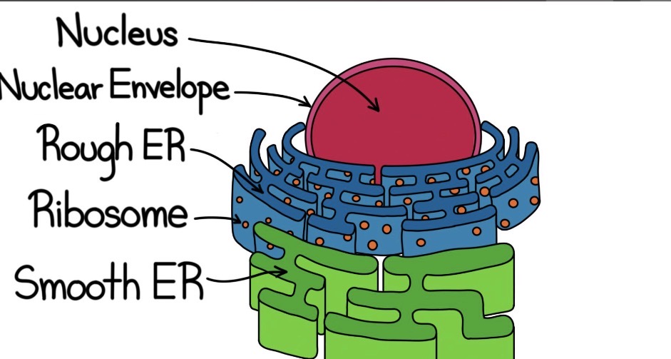 <p>Membrane that is continuous with the nucleus, produces membranes, is like a factory </p>