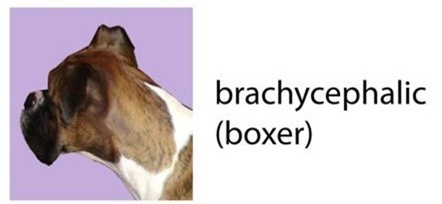 <p>The short headed head form, i.e. boxer</p>