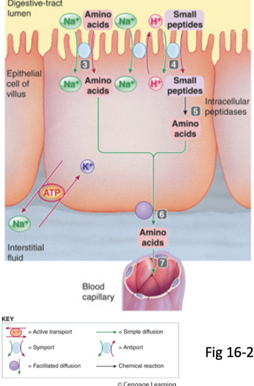 <ol><li><p><span style="color: rgb(255, 255, 255);"><span>proteins hydrolyzed into small peptide fragments and individual amino acids by pepsin and pancreatic proteolytic enzymes</span></span></p></li><li><p><span style="color: rgb(255, 255, 255);"><span>small peptides are broken down into amino acids on the brush</span></span><span style="color: rgb(255, 255, 255);"><br></span><span style="color: rgb(255, 255, 255);"><span>border by peptidases and aminopeptidases</span></span></p></li><li><p><span style="color: rgb(255, 255, 255);"><span>amino acids absorbed into cell via Na</span><sup><span>+</span></sup><span> and energy-dependent active transport and enter blood down their concentration gradients (6/7)</span></span></p></li></ol><p></p>