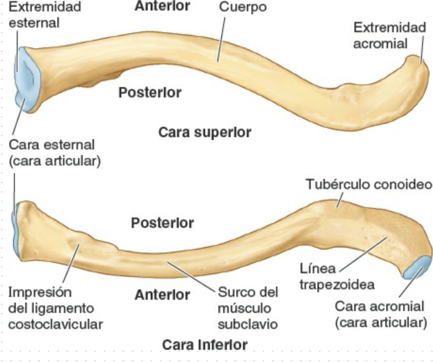 <p>Su parte medial es convexa y se articula con el esternon (articulación esternoclavicular). La parte lateral es cóncava y se articula con el acromion de la escapula (articulación acromioclavicular).</p><p>-La cara superior es Lisa; la cara inferior es rugosa por la inserciòn de ligamentos</p><p>-Contiene el tubérculo conoideo y la linea trapezoidea para la inserciòn de ligamentos coracoclaviculares</p><p>-Presenta un surco para la inserciòn del musculo subclavio y la impresión del ligamento costoclavicular</p>