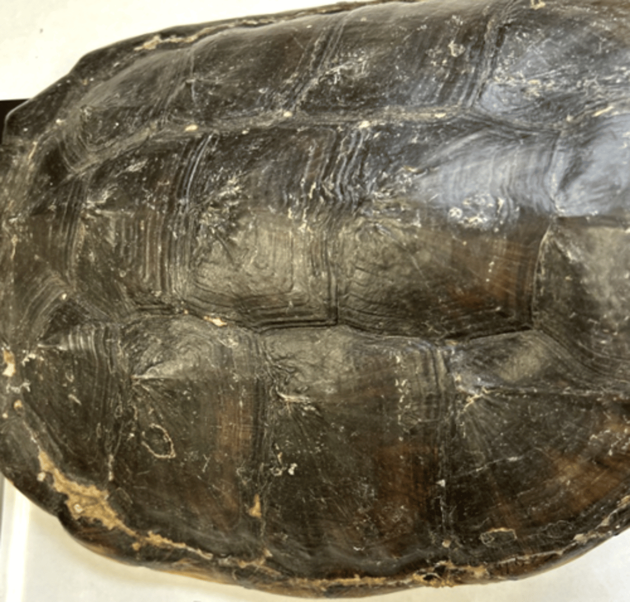 <p>what type of turtle does this shell come from</p>