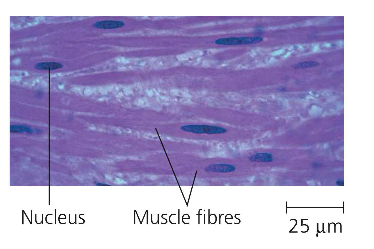 <p>Muscle specialized for involuntary body movements in vertebrates, such as tightening of arteries, and voluntary movements in invertebrates. Composed of muscle fibres but looking less compressed and lacking striations, giving the fibres a spindle-like shape. </p>