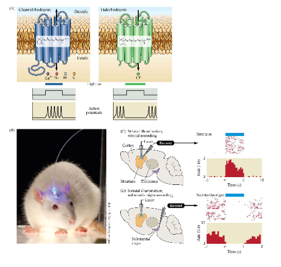 <p>A technique for controlling the communication between neurons. Genes for light-sensitive proteins (e.g. opsins) are introduced into certain neurons to monitor and control their activity in response to light signals → chemical signals</p>
