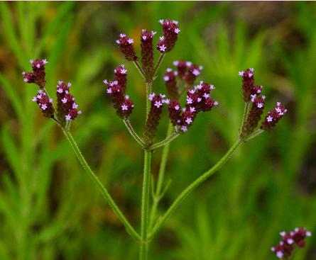 <p>What is the genus of this plant?</p>