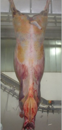 <p>Name and explain the cause of this pigmentation on a horse.</p>