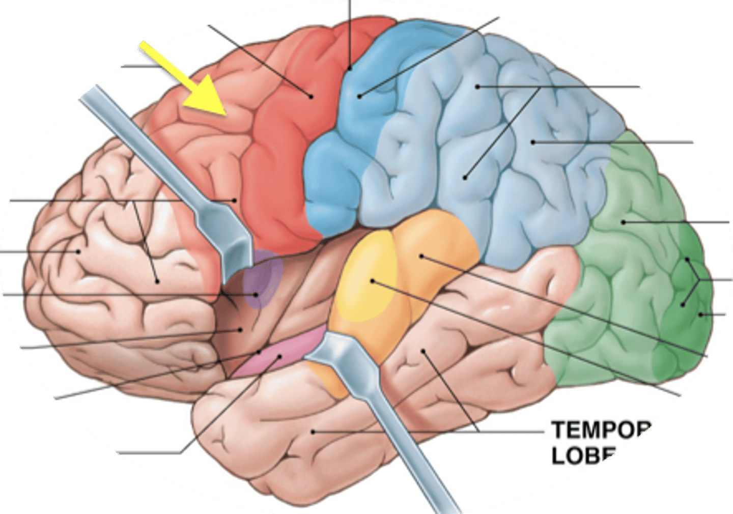 <p>Works out sequence of neural signals needed for learned complex motion</p>