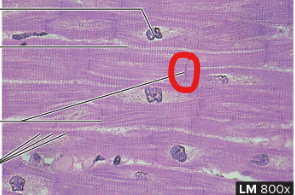 <p>what structure is this</p>