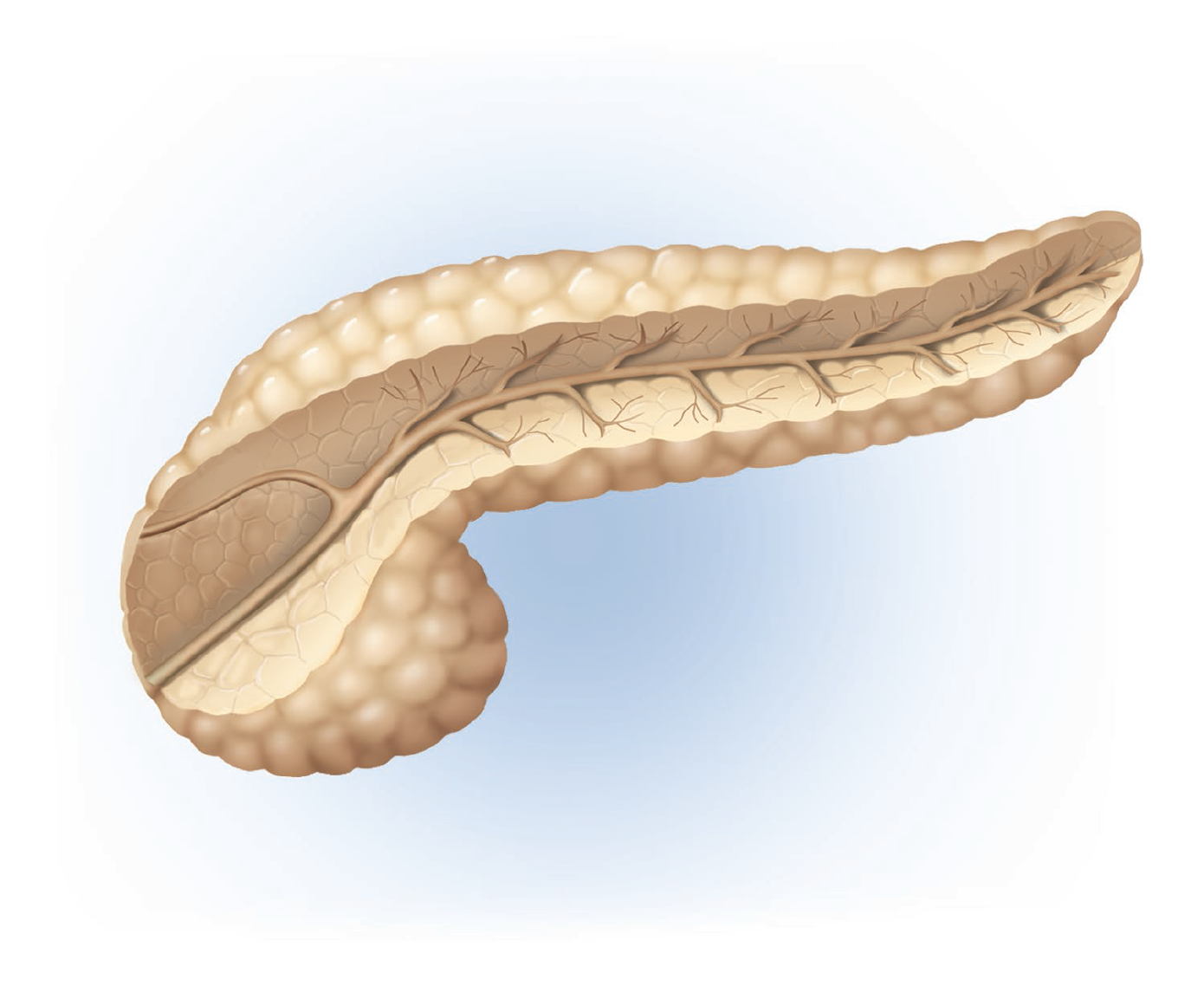 Root: pancreat/o
Examples: pancreatitis , pancreatolith 