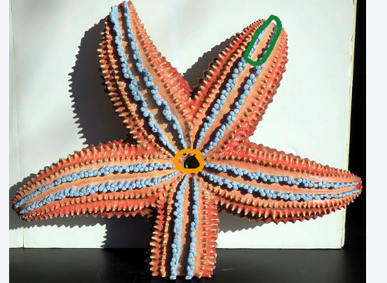 <p>Yellow structure of this Asteroidea?</p>