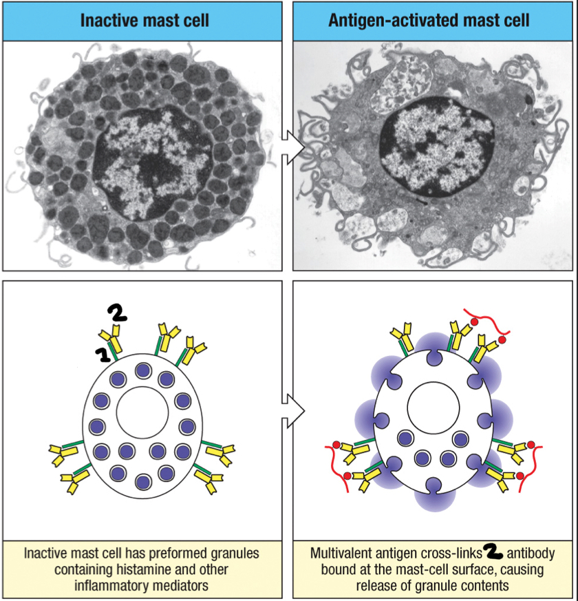 <p>2; antibody class that tightly binds to Fc<span style="background-color: transparent;"><span>εRI present on the surface of mast cells, basophils and activated eosinophils to trigger the quick release of large granules in mast cells that contain inflammatory mediators such as histamine</span></span></p>
