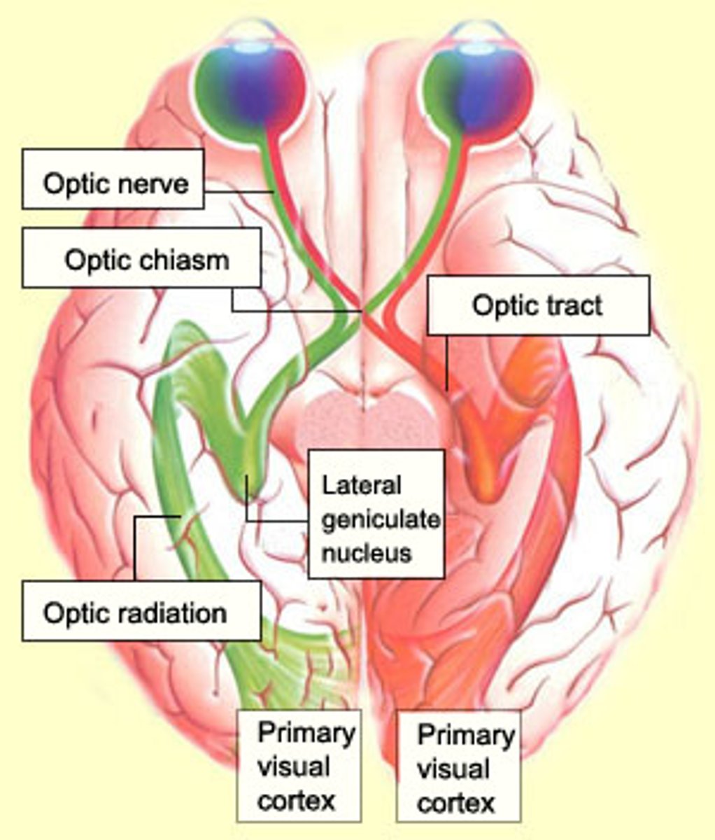 <p>contain fibers from the lateral side of the eye on the same side and the medial side of the opposite eye</p>