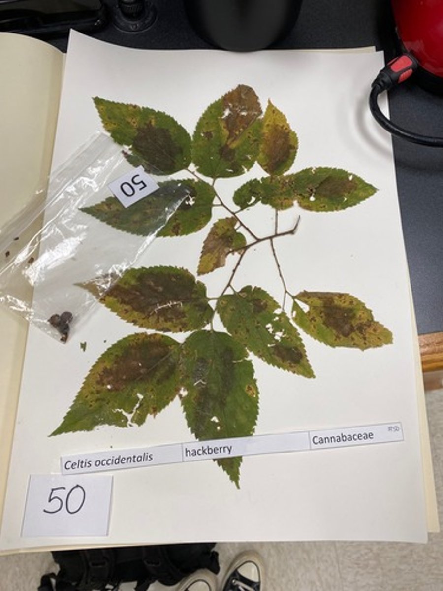 <p>Celtis occidentalis (Cannabaceae)</p>