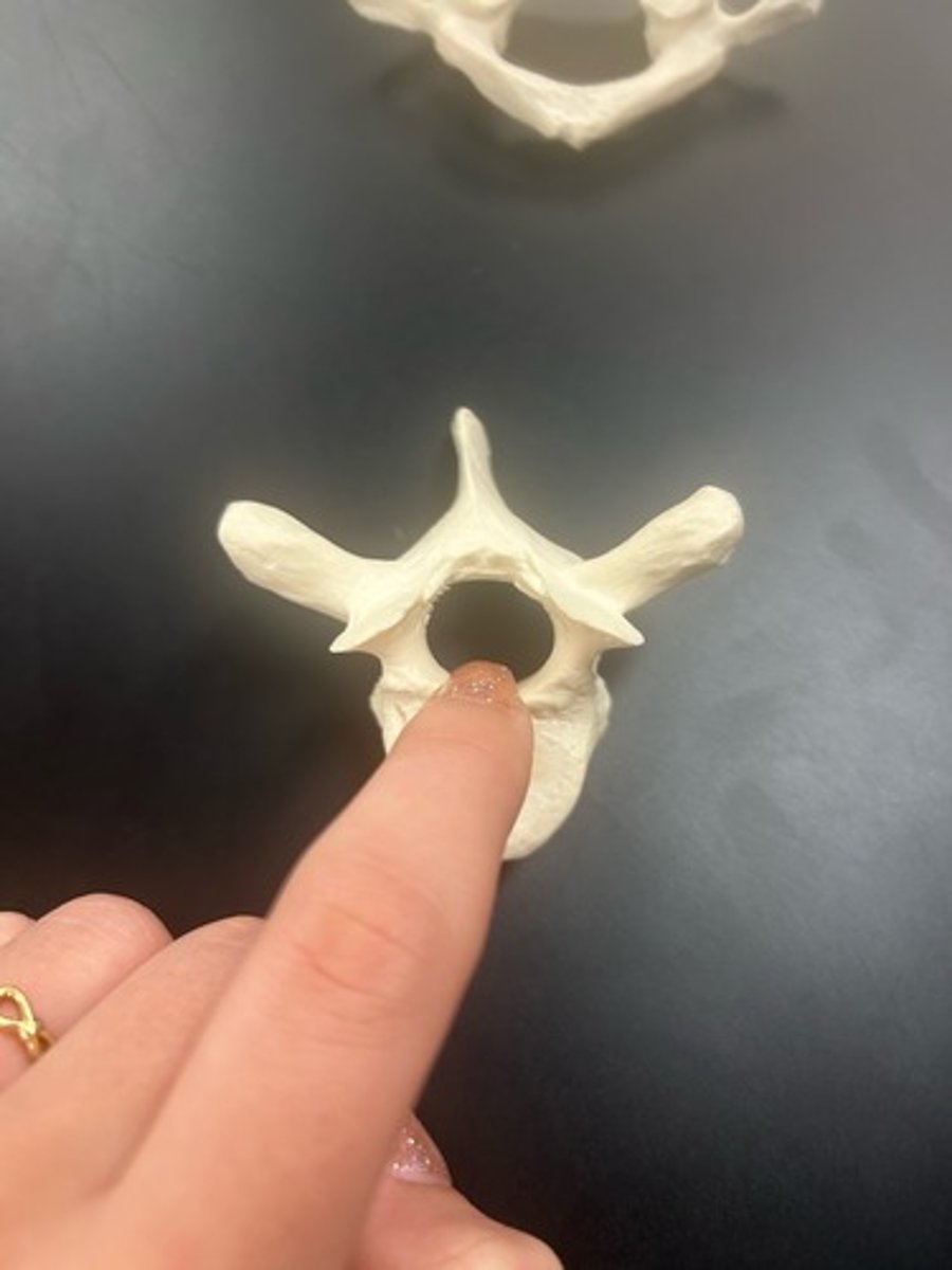 <p>name the bone</p>