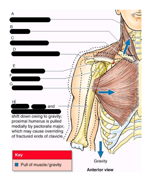 <p>Features of the clavicle ( Anterior view )</p>
