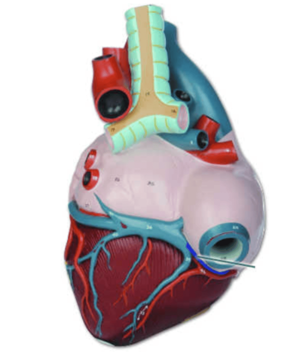 <p>small cardiac vein</p>